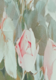 谁去拯救谁？【百合 np】